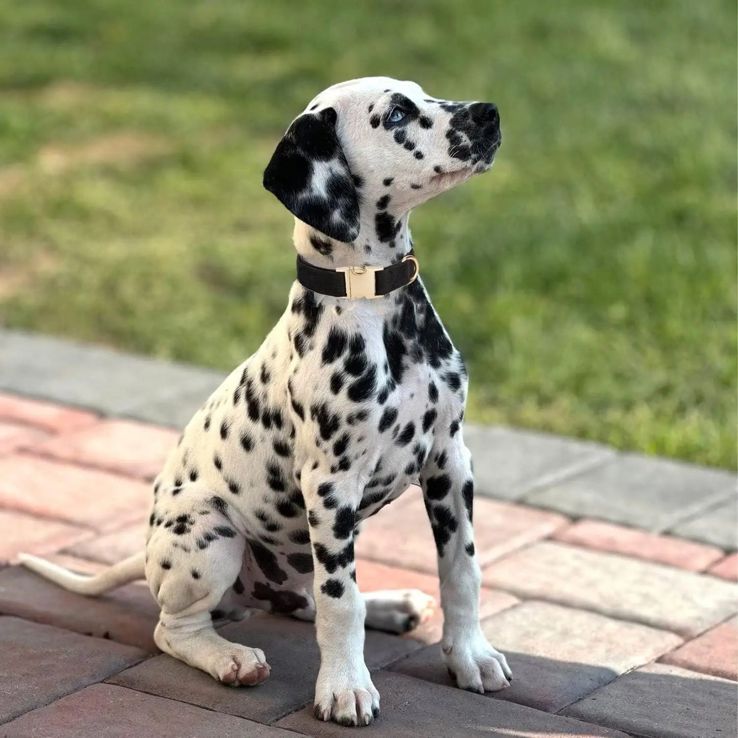 Soft Dog Collar - Safe Paws