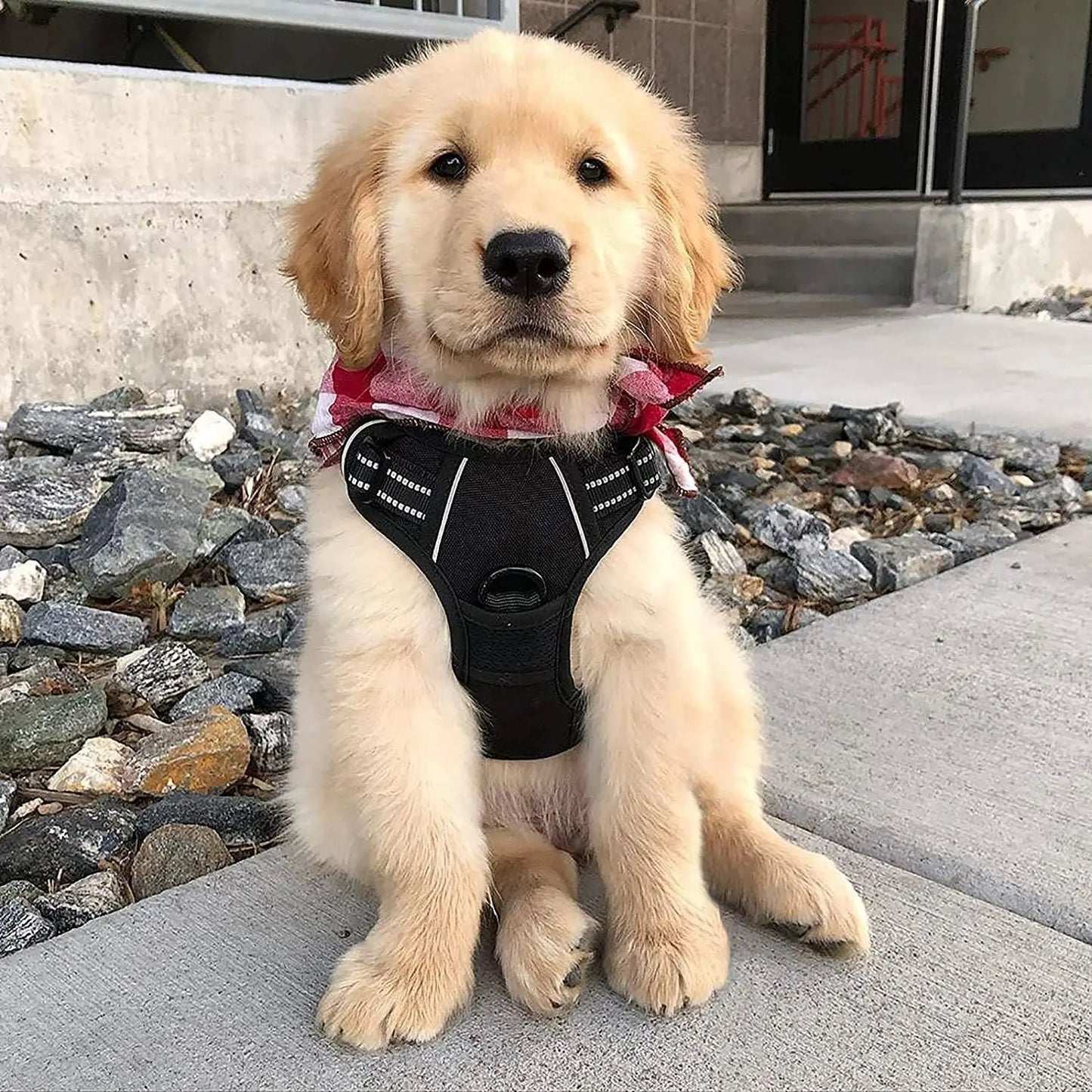 Dog Harness No-Pull Pet Harness - Safe Paws